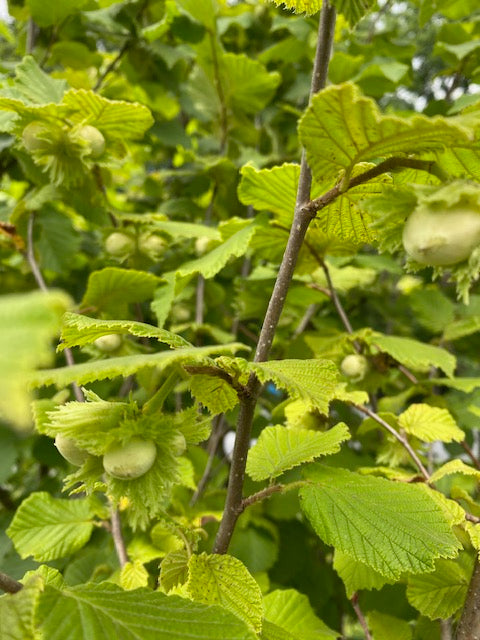 Grand Traverse Filbert — Edible Landscaping