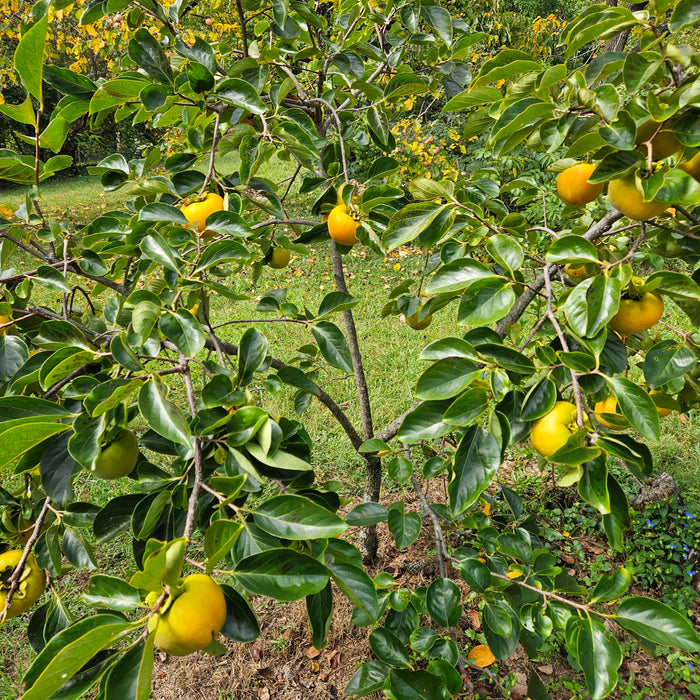 Hana Gosho Persimmon