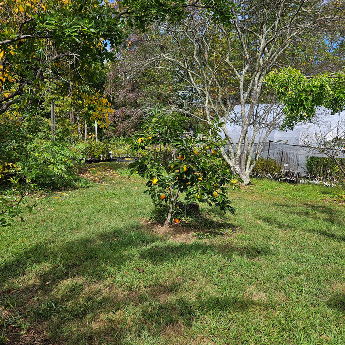 Hana Gosho Persimmon