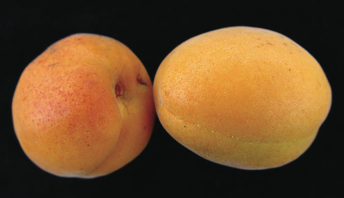Harcot Apricot
