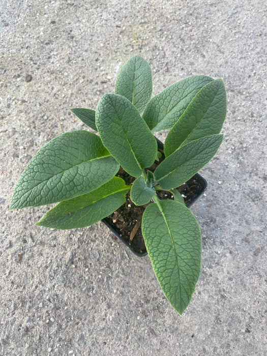 Russian Comfrey