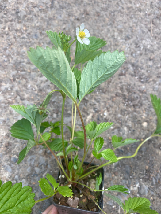 White Soul Alpine Strawberry