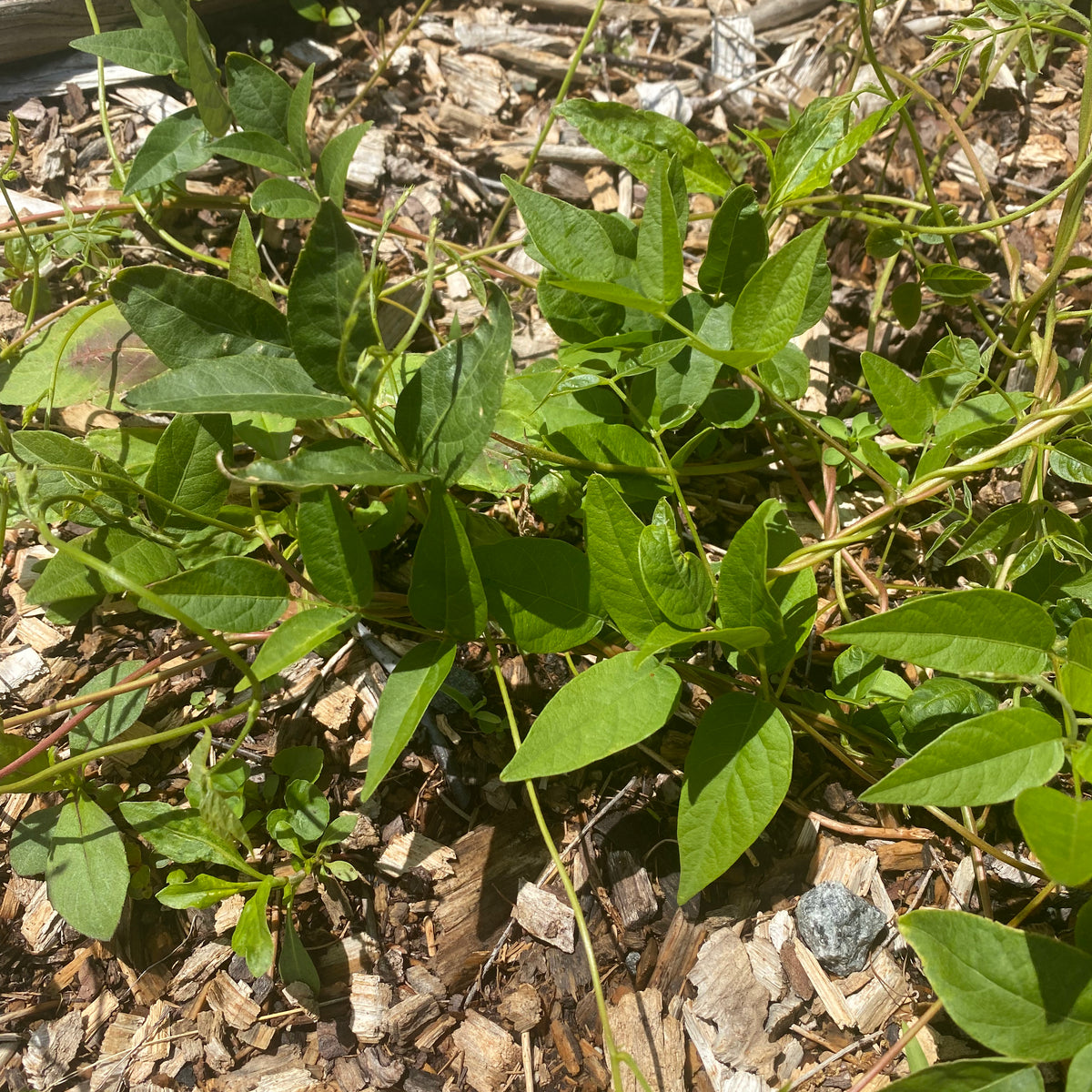 Groundnut — Edible Landscaping