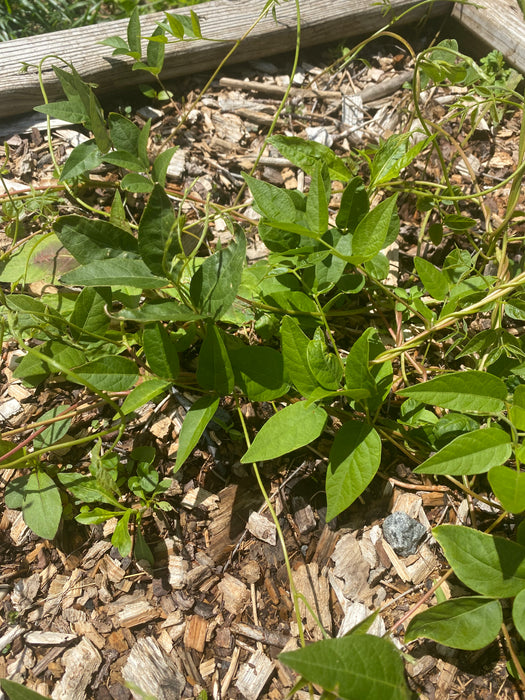 Groundnut