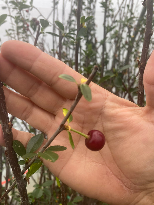 Carmine Jewel Bush Cherry