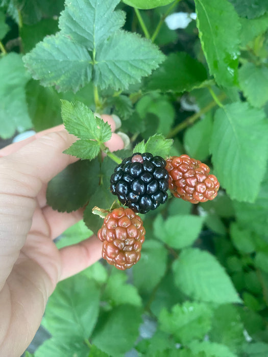 Arapaho Thornless Blackberry PP#8510