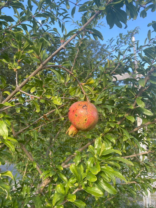 Salavatski Pomegranate