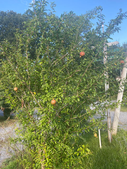 Salavatski Pomegranate