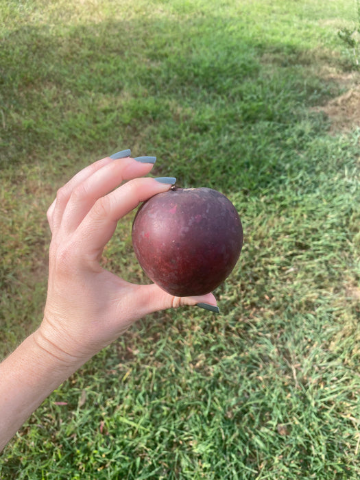 Arkansas Black Apple