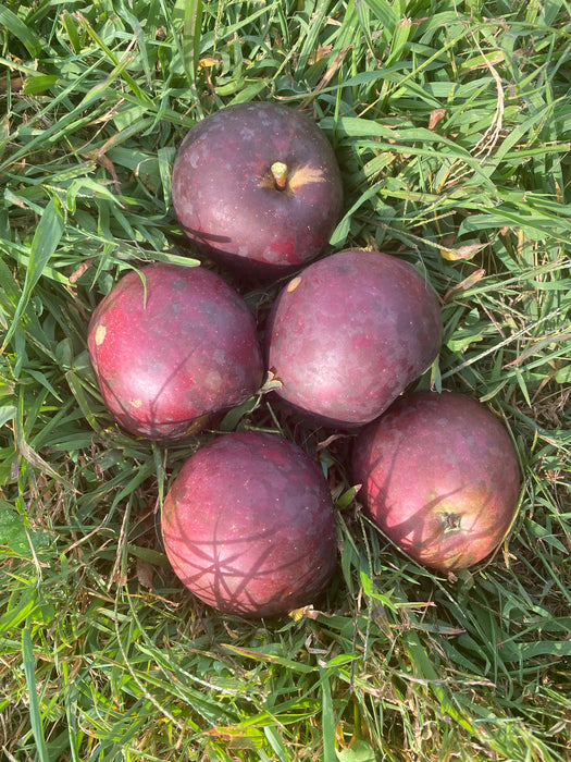Arkansas Black Apple