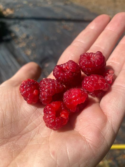 Edible Garden Raspberry English Thornless Raspberry — Edible Landscaping