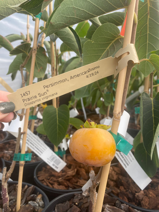 Prairie Sun™ American Persimmon