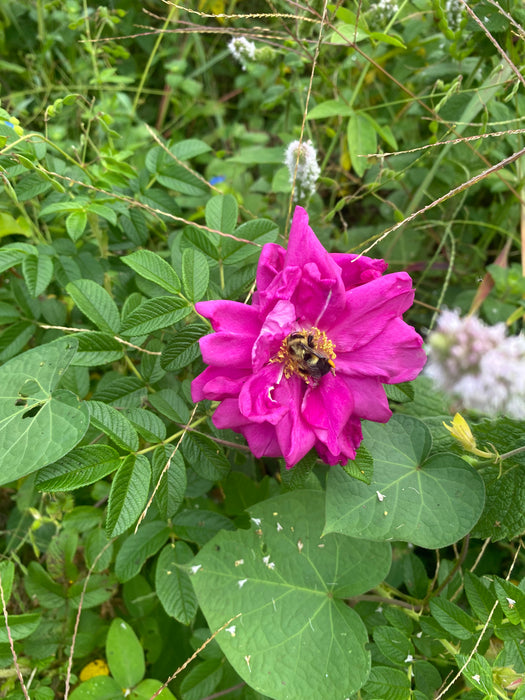 Purple Pavement Rose