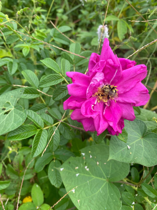 Purple Pavement Rose