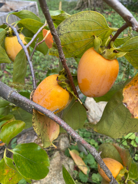 Saijo Persimmon