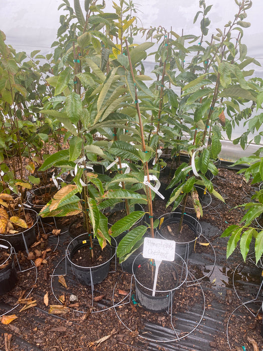 Homestead Chinese Chestnut