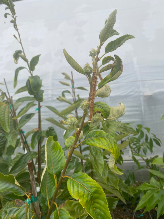 Homestead Chinese Chestnut