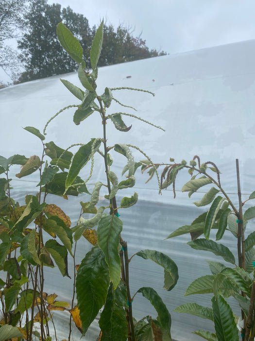 Homestead Chinese Chestnut