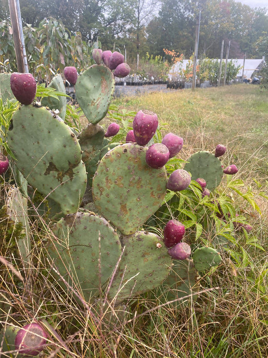 Prickly Pear Hardy Cactus