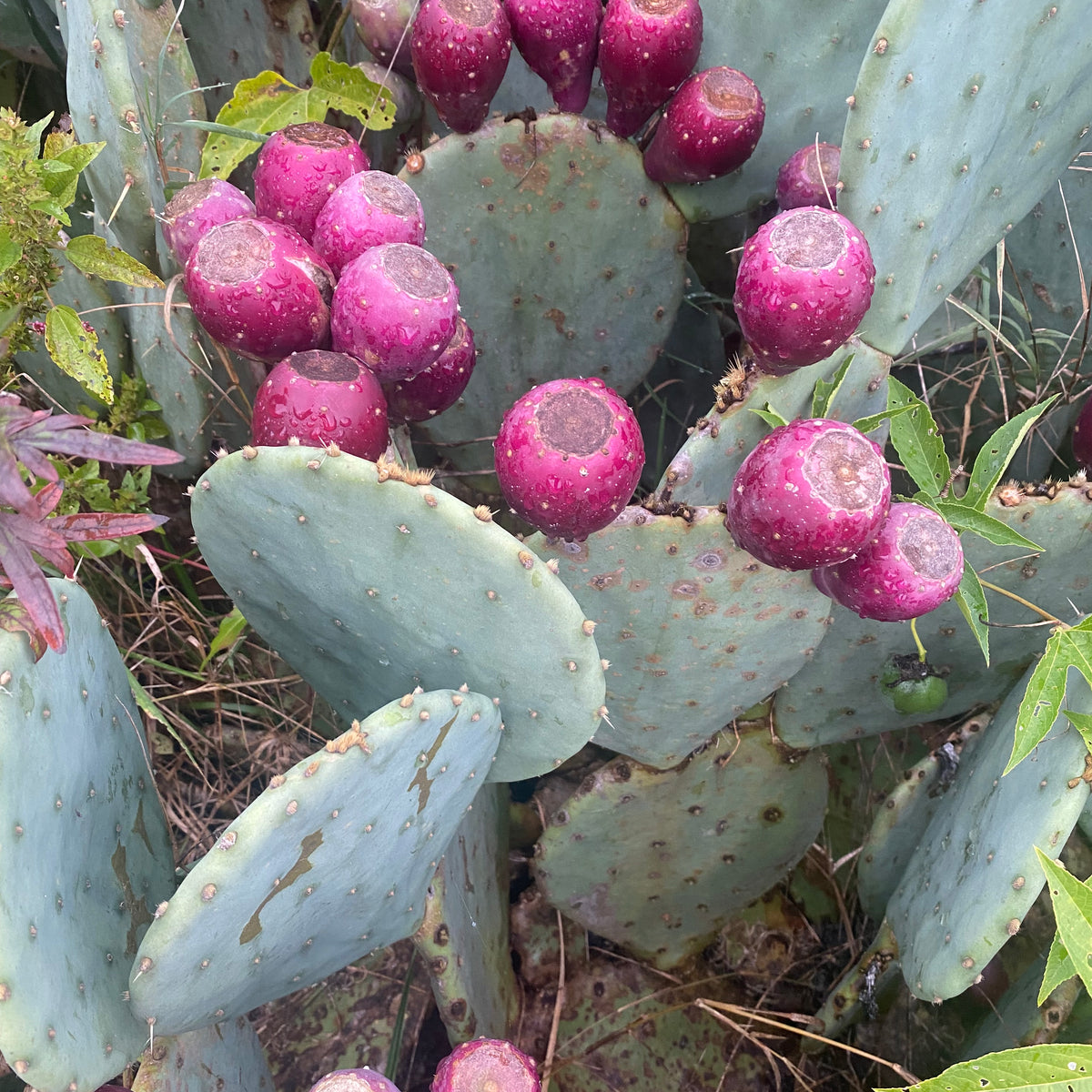 can you eat eastern prickly pear cactus Prickly Pear Hardy Cactus — Edible Landscaping