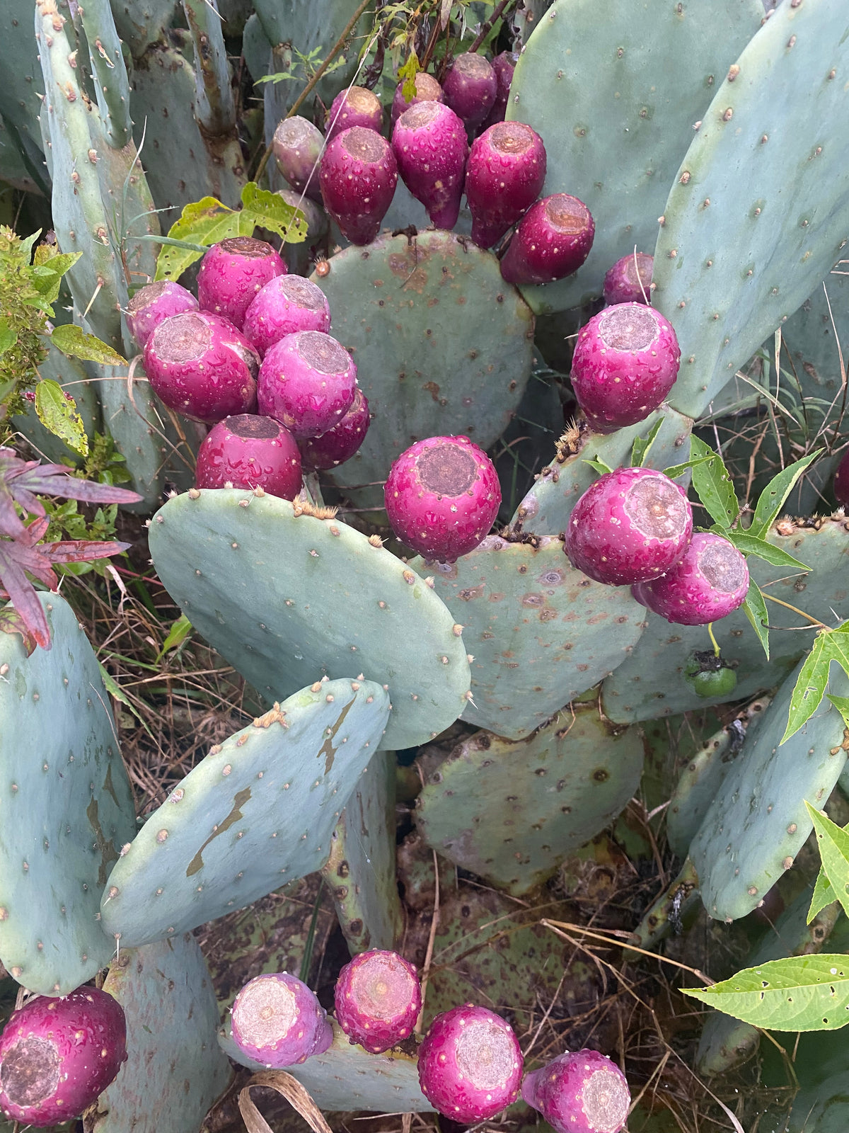 buy prickly pear cactus near me Prickly Pear Hardy Cactus — Edible Landscaping