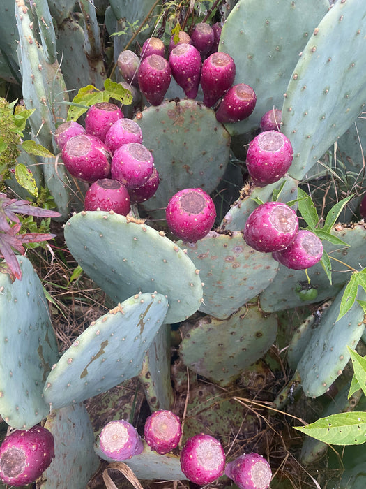 Prickly Pear Hardy Cactus
