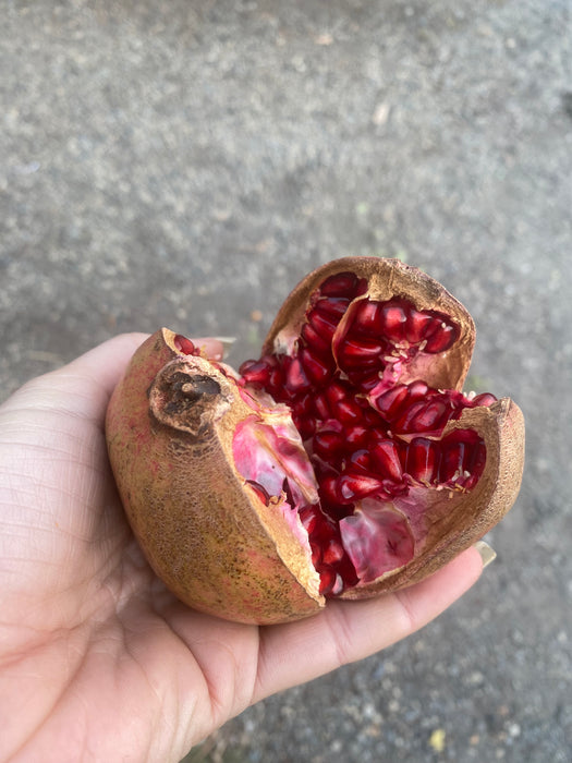 Salavatski Pomegranate