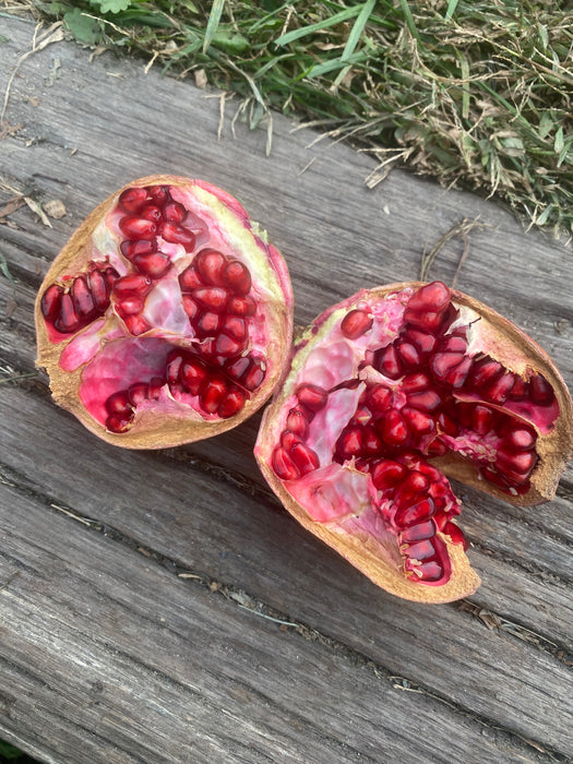 Salavatski Pomegranate