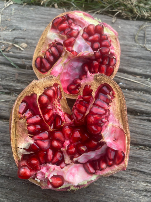 Salavatski Pomegranate