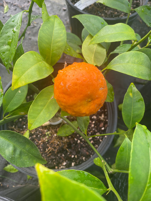 Changsha Tangerine