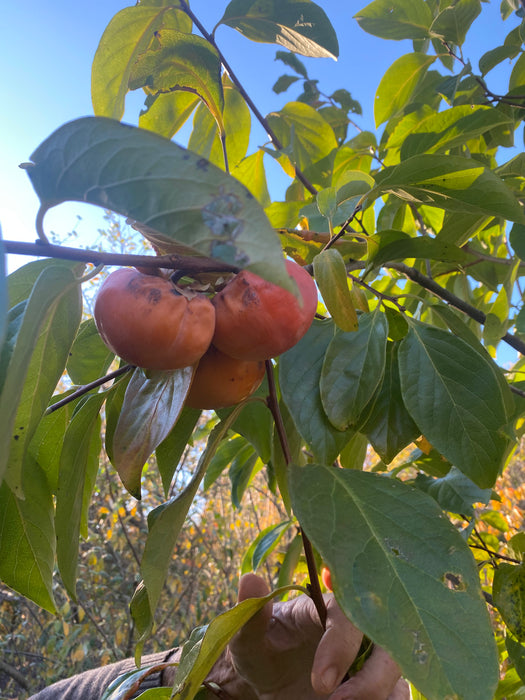 Fire Crystal Persimmon