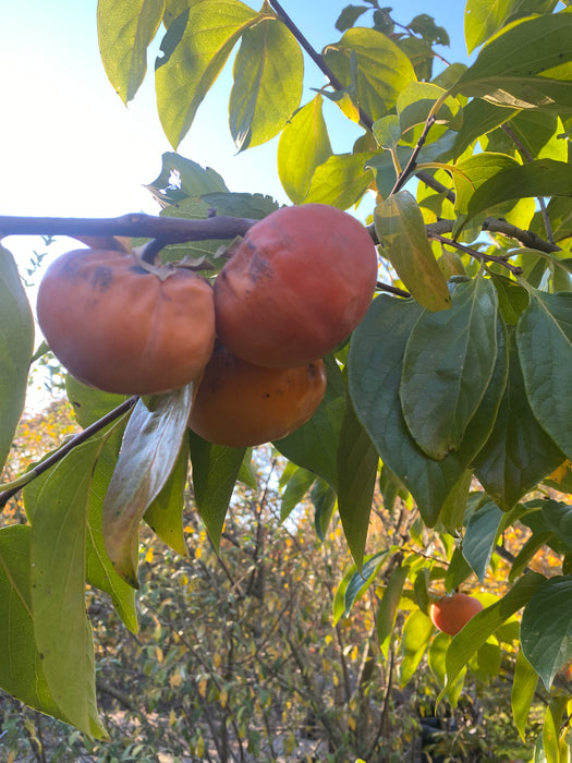 Fire Crystal Persimmon
