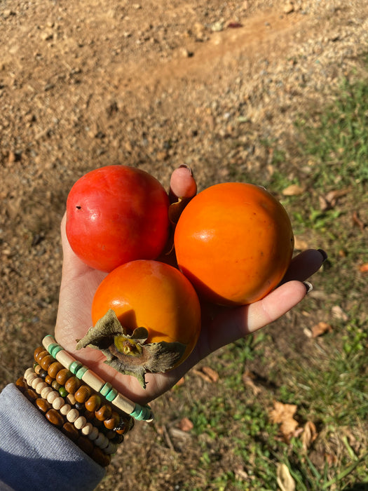 Niu Nai Persimmon