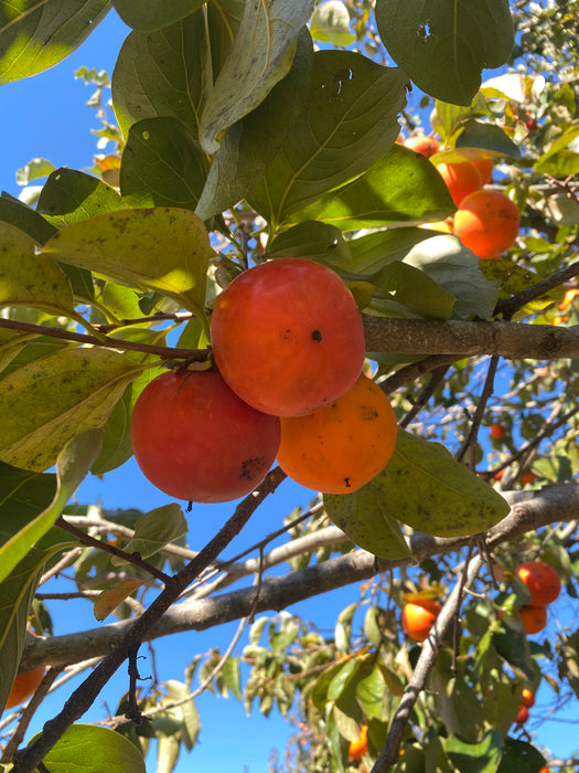 Niu Nai Persimmon