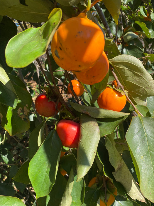 Niu Nai Persimmon