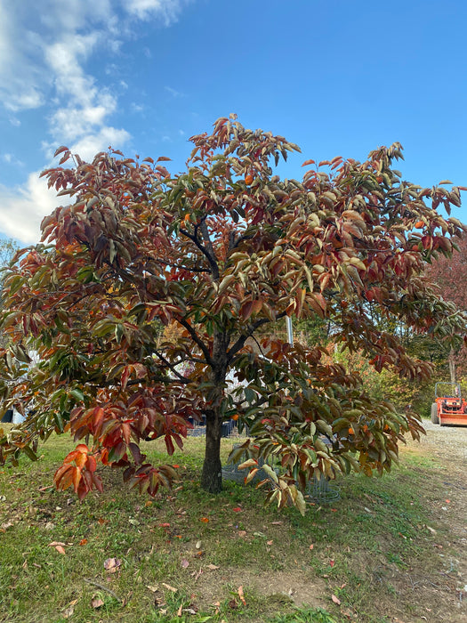 Great Wall Persimmon