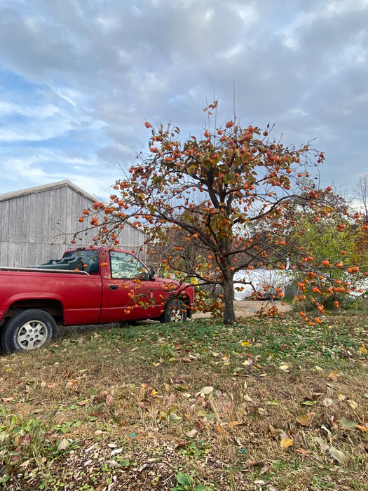 Great Wall Persimmon