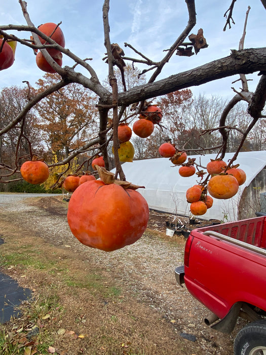 Great Wall Persimmon