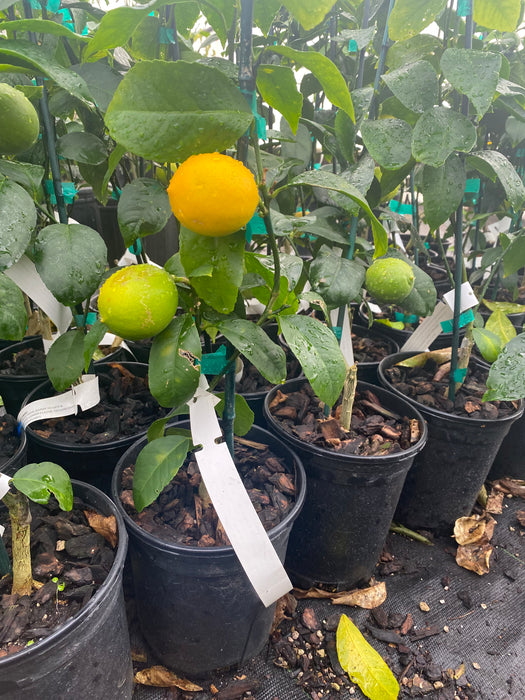 Meyer Lemon