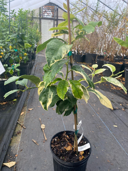 Spanish Pink Lemon aka Variegated Pink Lemon