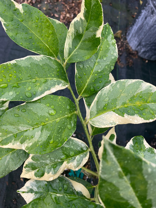 Spanish Pink Lemon aka Variegated Pink Lemon