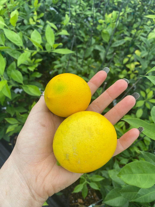 Meyer Lemon