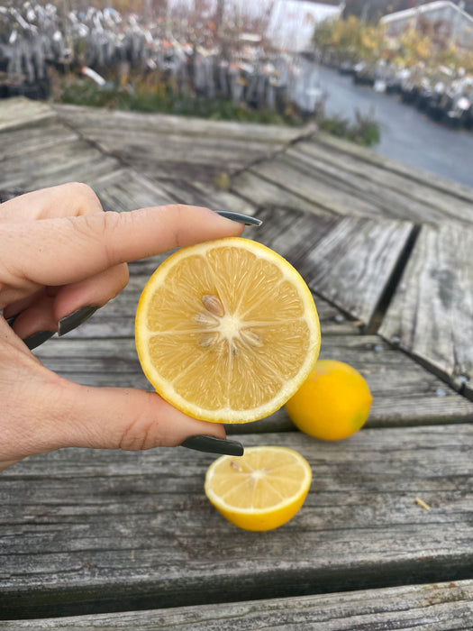 Meyer Lemon