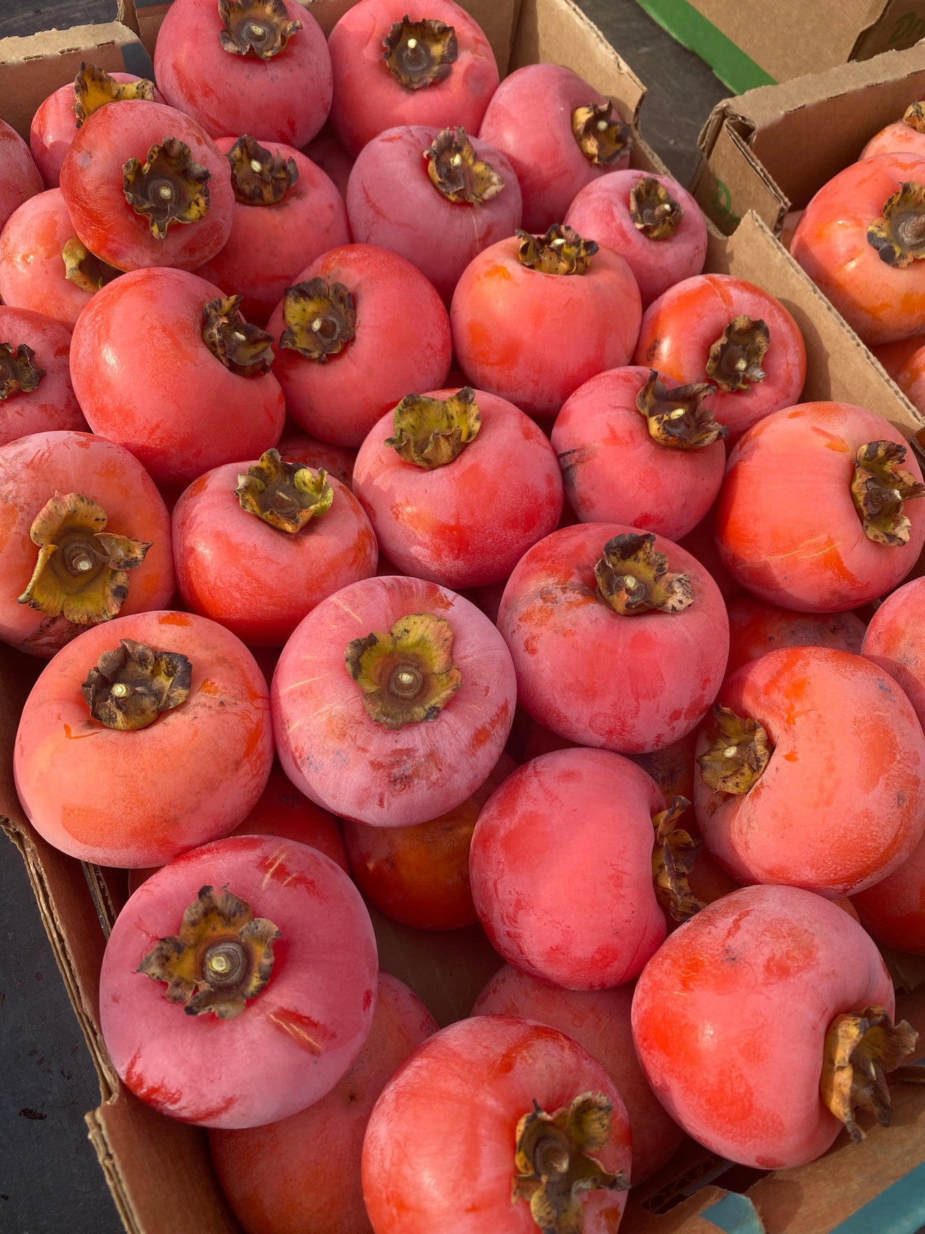 Asian/American Hybrid Persimmons