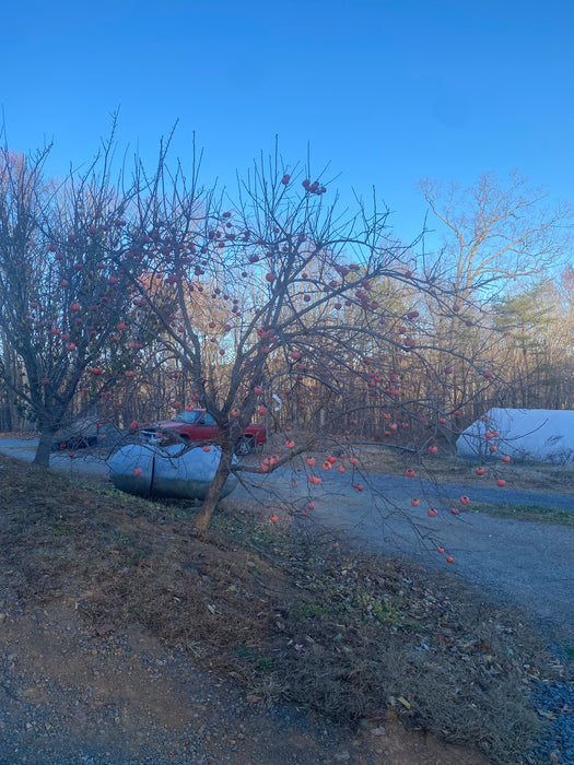 Nikita's Gift Persimmon