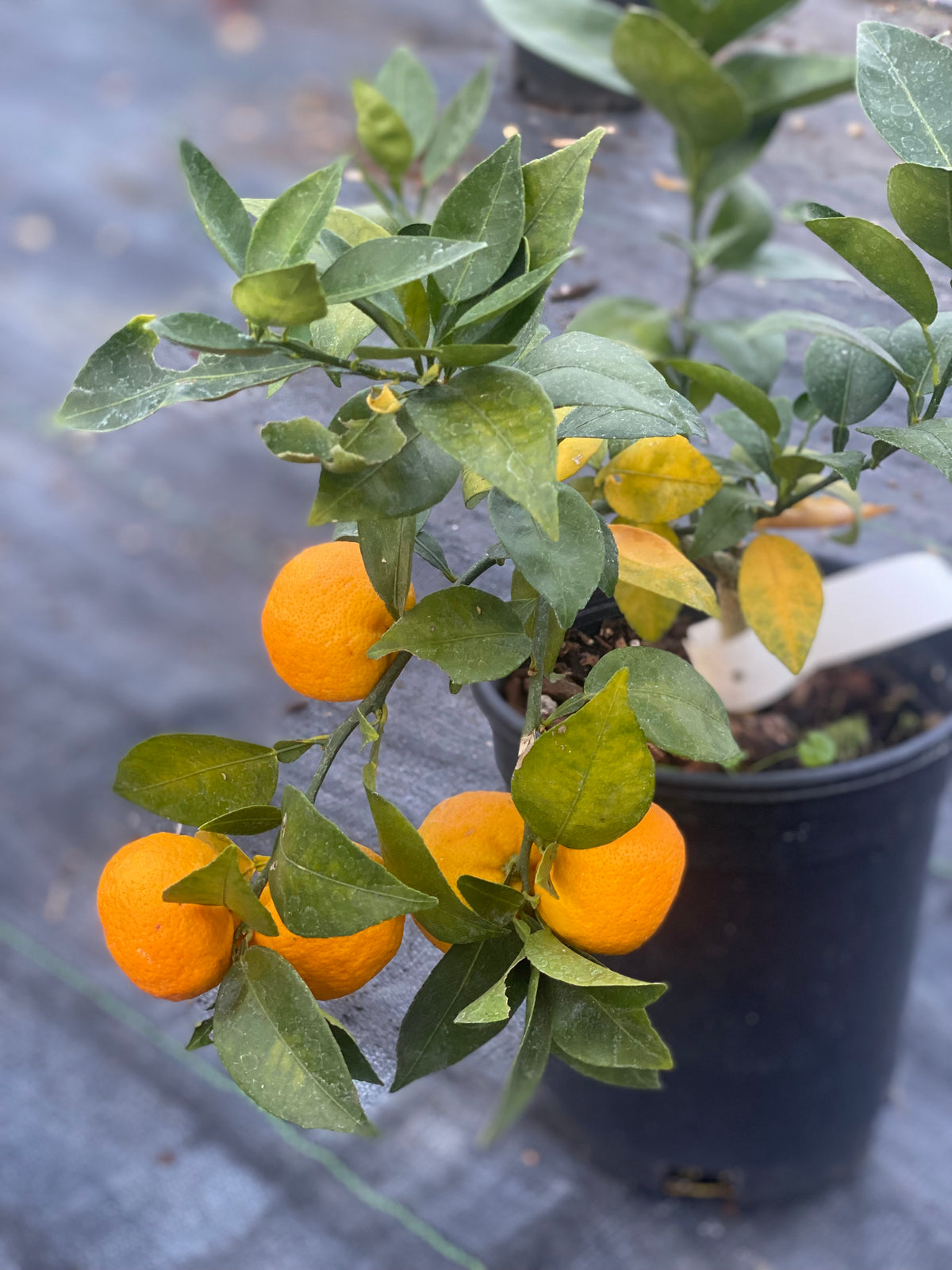 Sudachi Hybrid Yuzu — Edible Landscaping