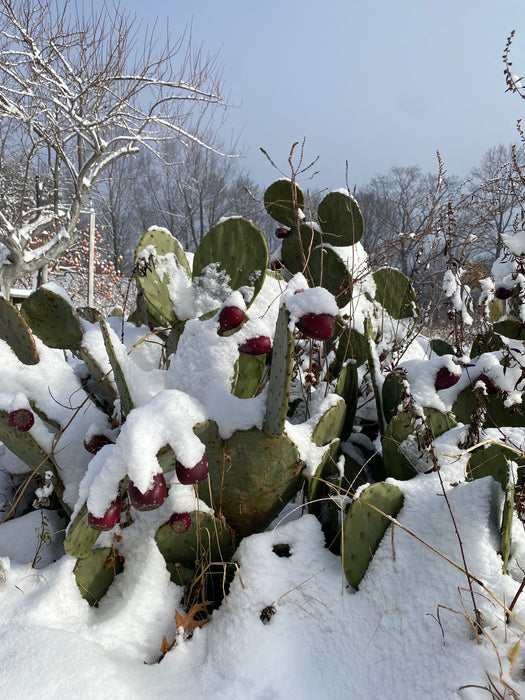 Prickly Pear Hardy Cactus