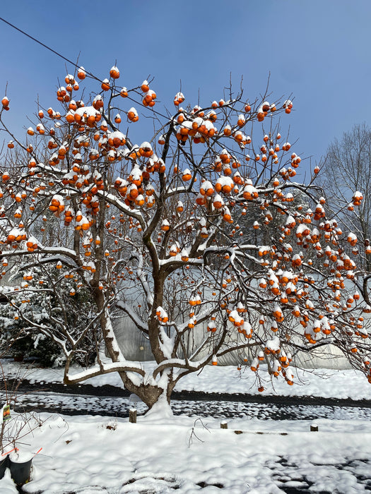 Tecumseh Persimmon
