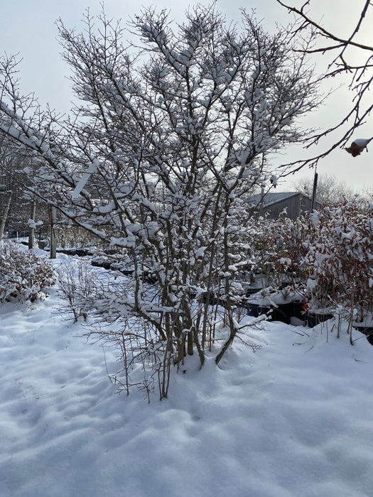 Princess Bonsai Persimmon