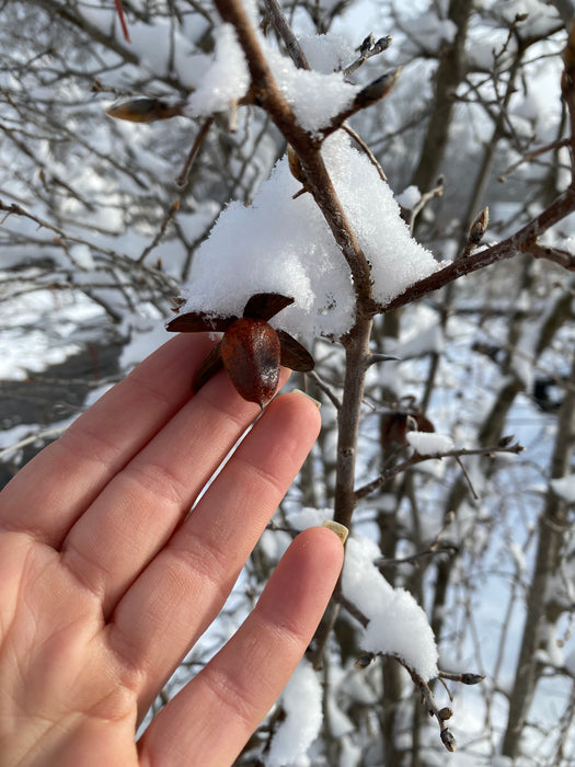 Princess Bonsai Persimmon